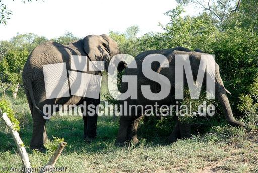 Afrikanischer Elefant (59 von 131).jpg